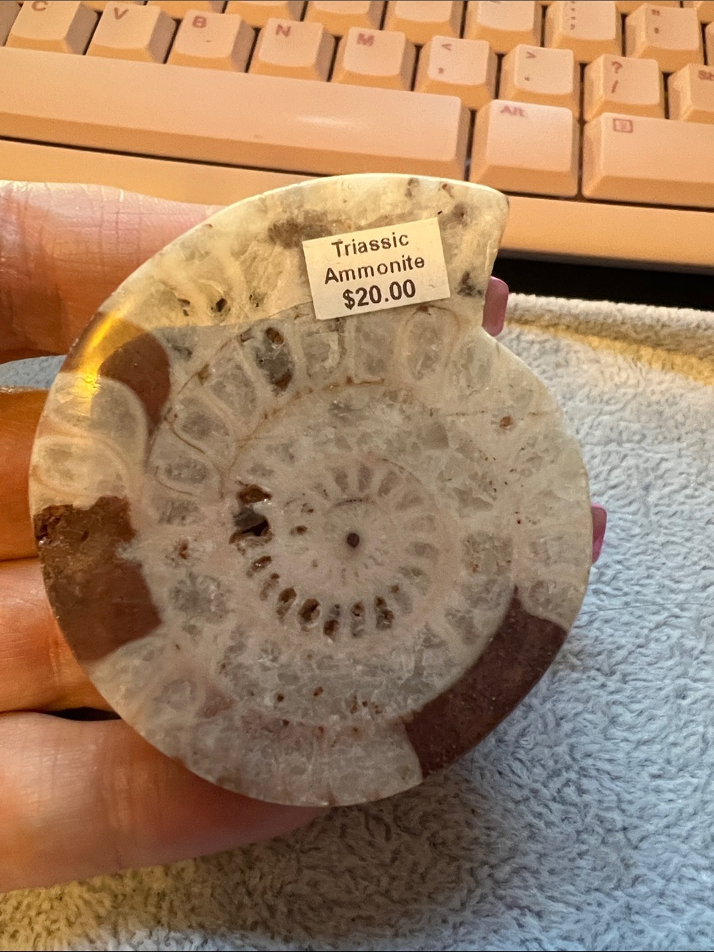 Triassic Ammonite Decorative Stone Accent - Cream and Brown